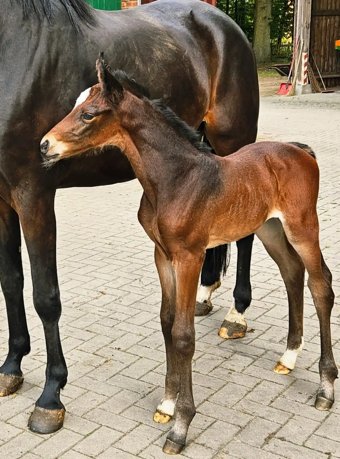 Pferd aus der Zucht Hendrik Hüsker