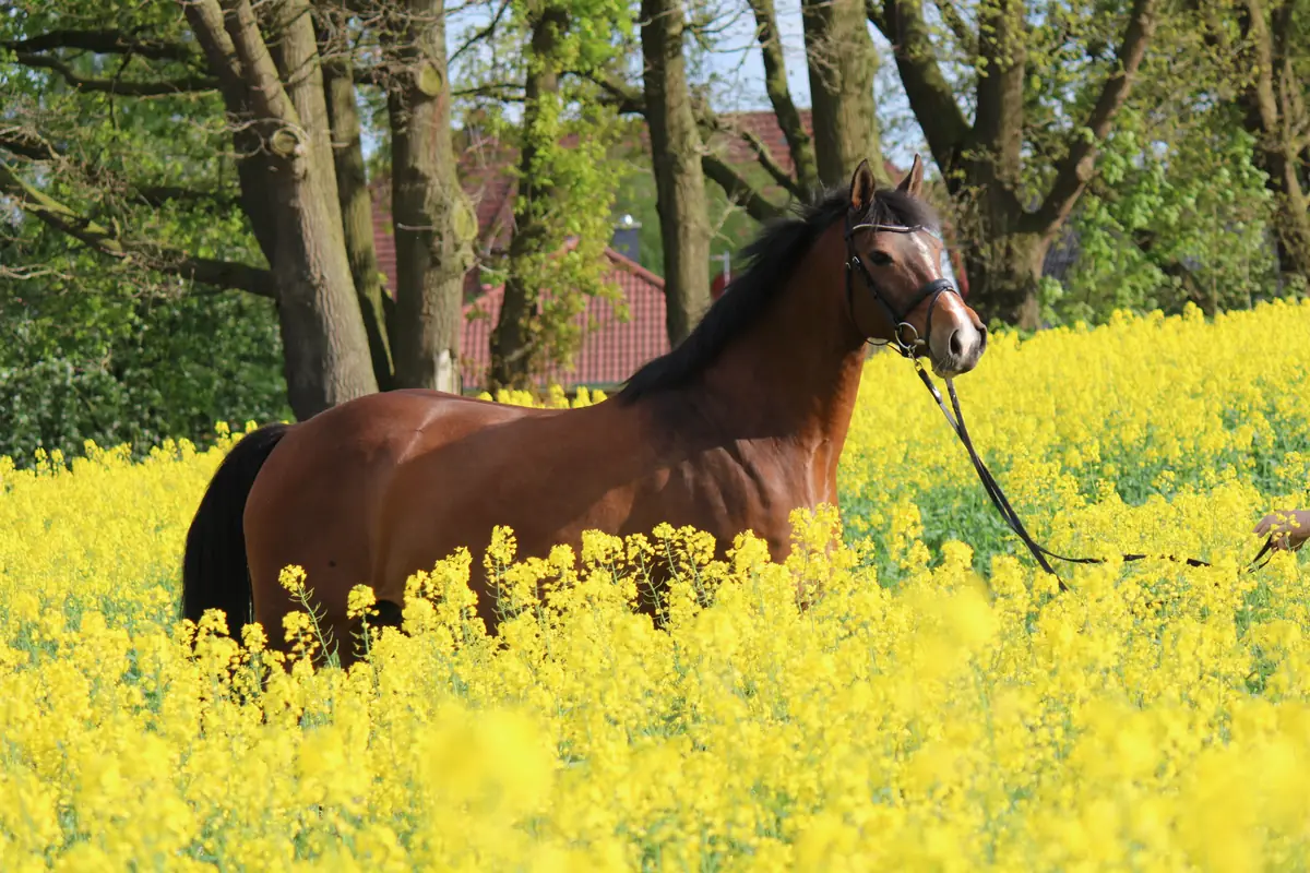Betty Balou, Stammmutter der Linie Betty Balou