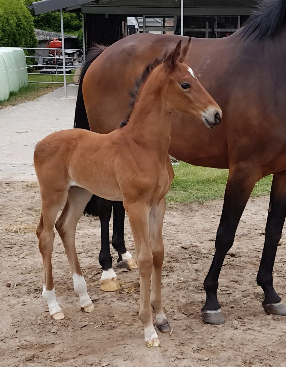 Beverly Rose (2018) — Foto 3