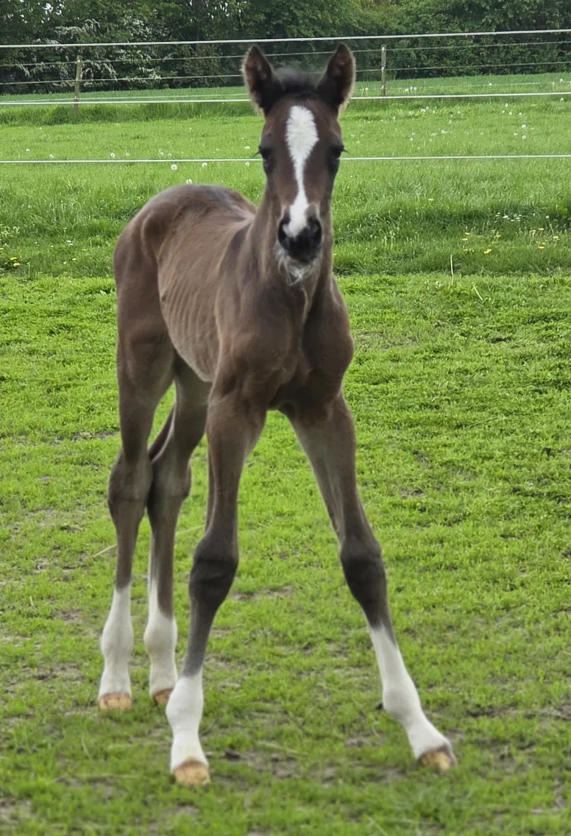 Chakira Balou (2026) — Foto 2