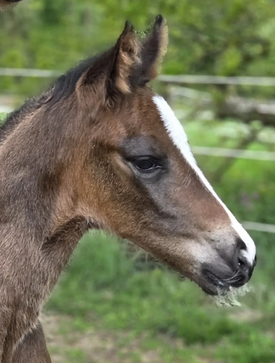 Chakira Balou (2026) — Foto 3