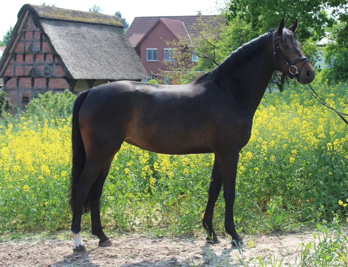 Dilara (2015) — Foto 2