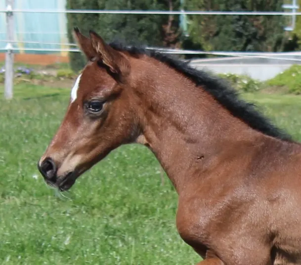 Fiddi (2021) — Foto 4