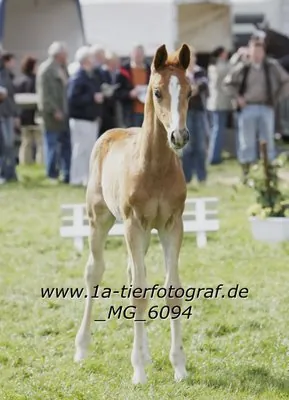 Scipper (2009) — Foto 4