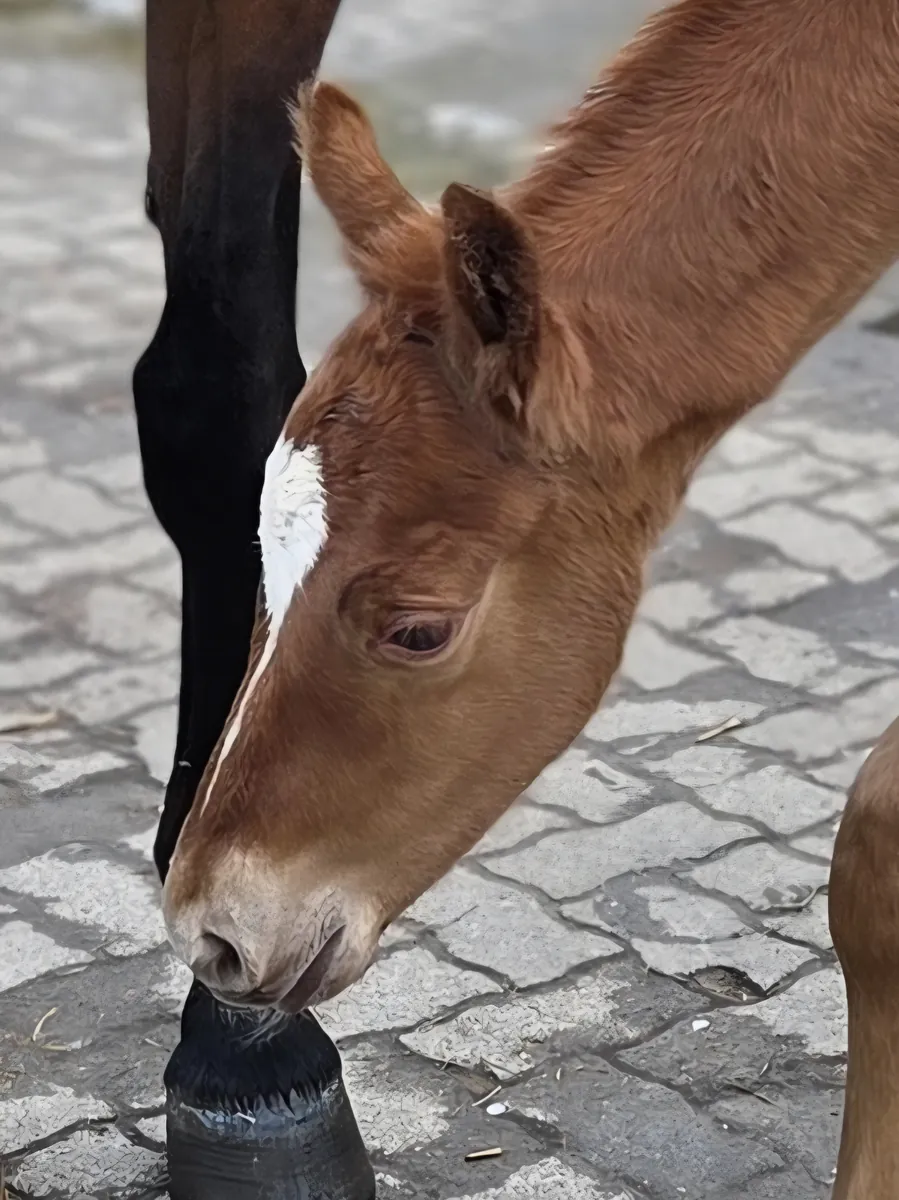 Vivo (2026) — Foto 3